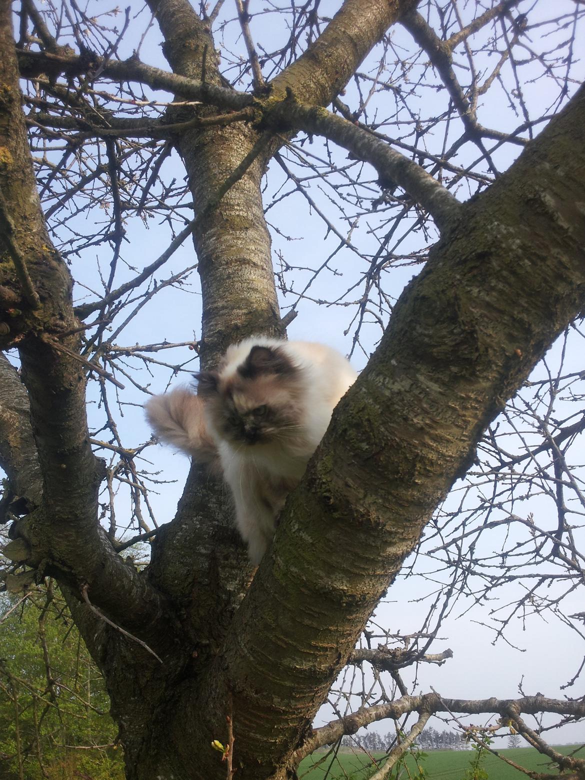 Blanding af racer Silke billede 4