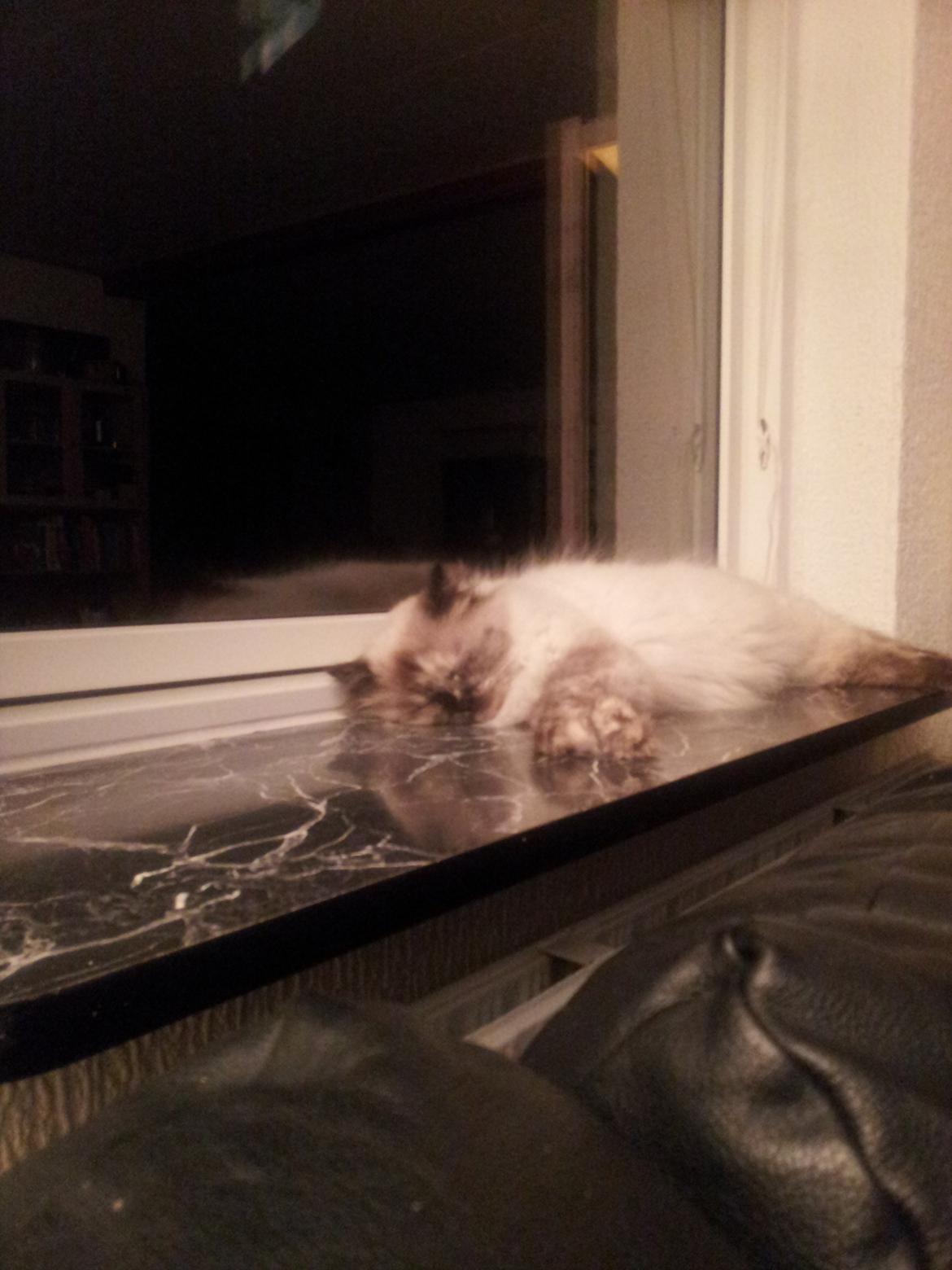 Blanding af racer Silke - Den berømte vindueskarm  billede 10