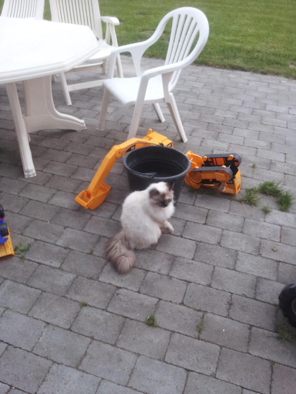 Blanding af racer Silke billede 14