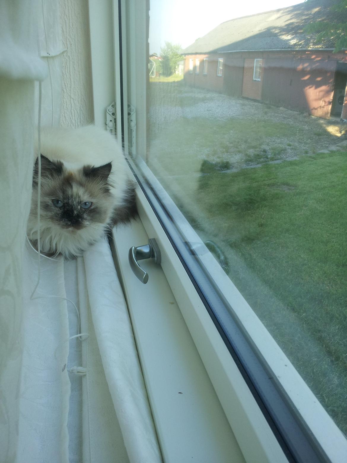 Blanding af racer Silke - Når hun ligger i gardinet  billede 13