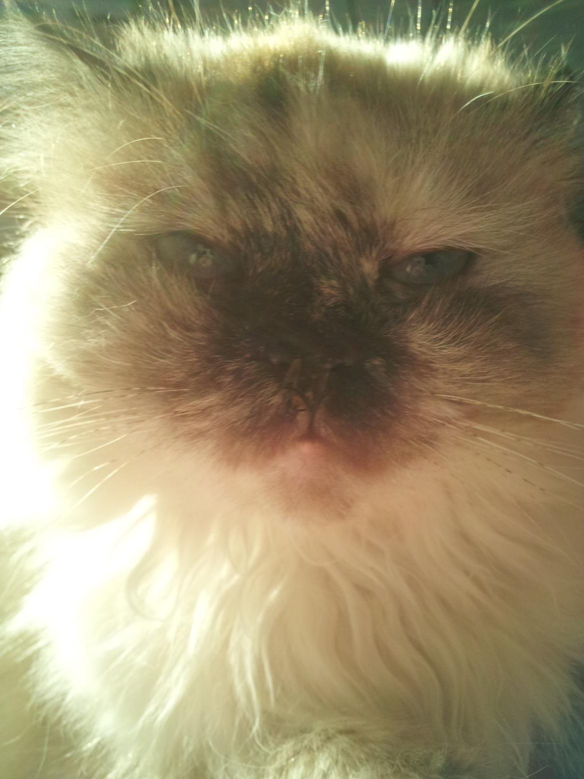 Blanding af racer Silke - Hun har en flue på næsen billede 15