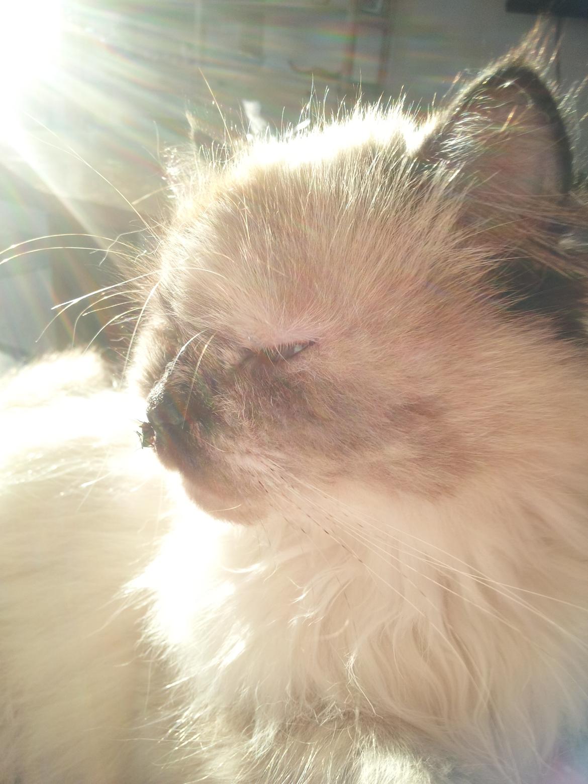 Blanding af racer Silke - Se selv billede 16