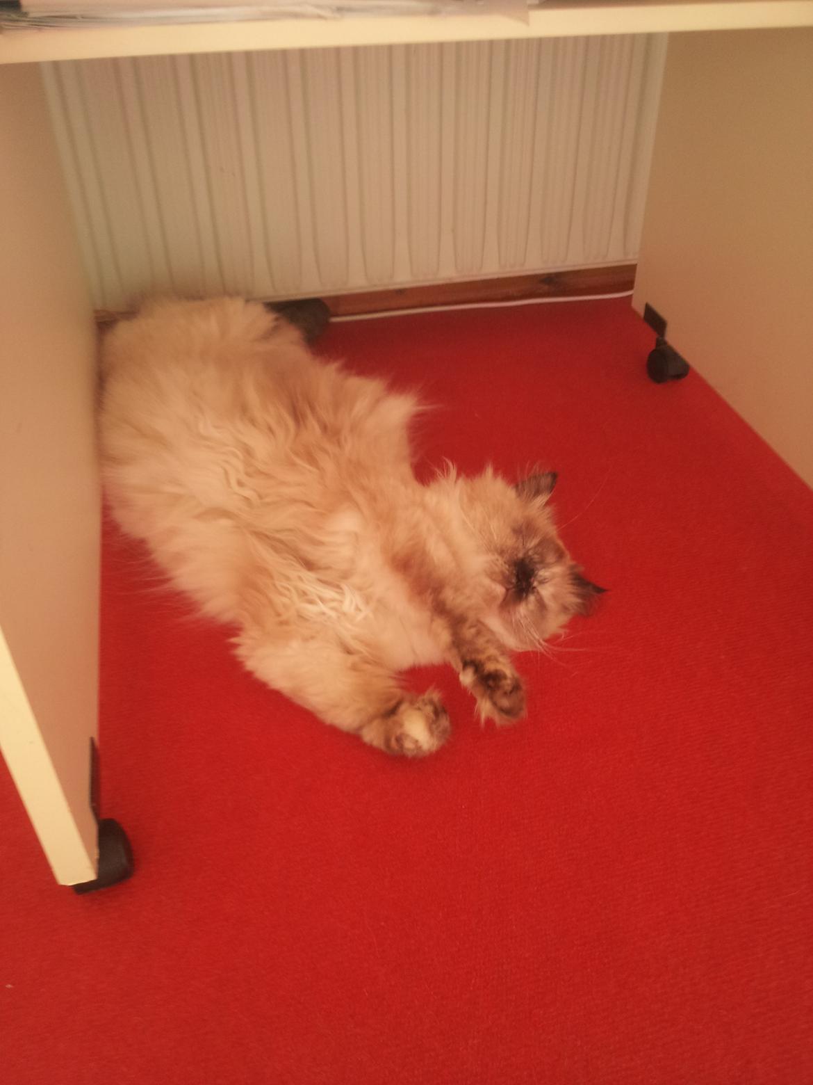 Blanding af racer Silke - Hendes ynglings sted at sove billede 6