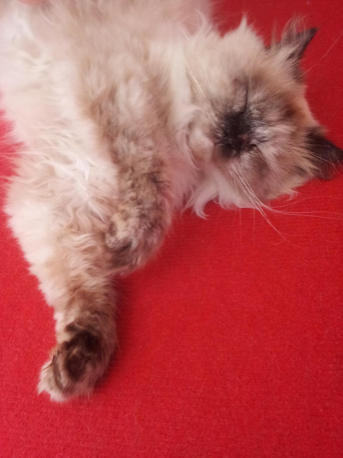 Blanding af racer Silke - Der snorkes billede 7