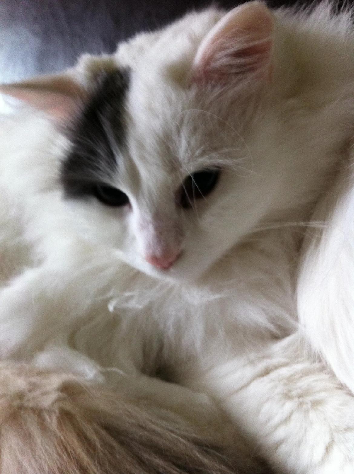 Tyrkisk Van mary - Smukke Mary pigen<3 billede 1