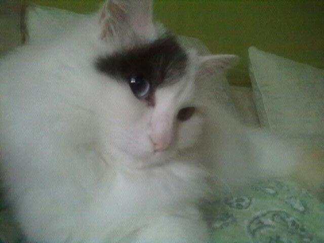 Tyrkisk Van mary - So cute<3 billede 2