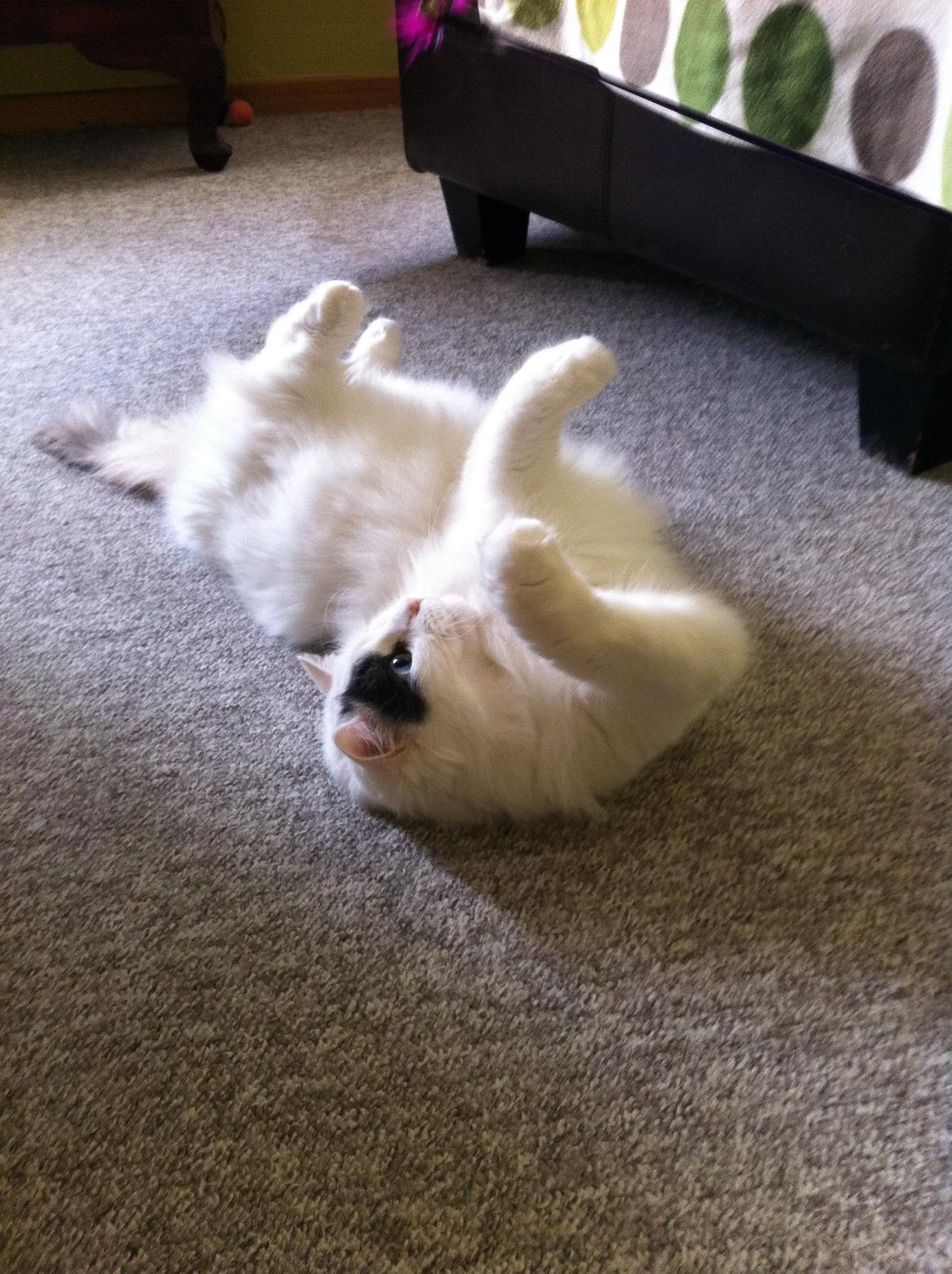 Tyrkisk Van mary - Funny<3 billede 3