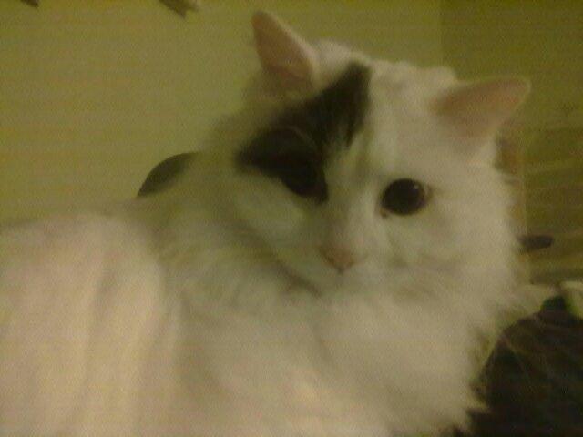 Tyrkisk Van mary - Mary pigen<3 billede 4