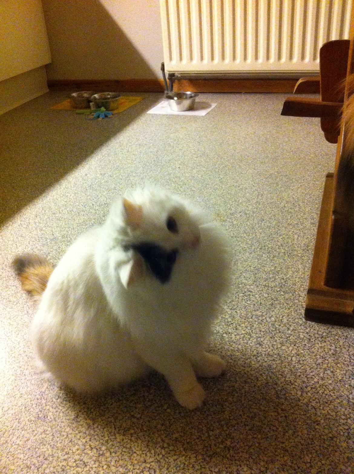 Tyrkisk Van mary - Cute<3 billede 5