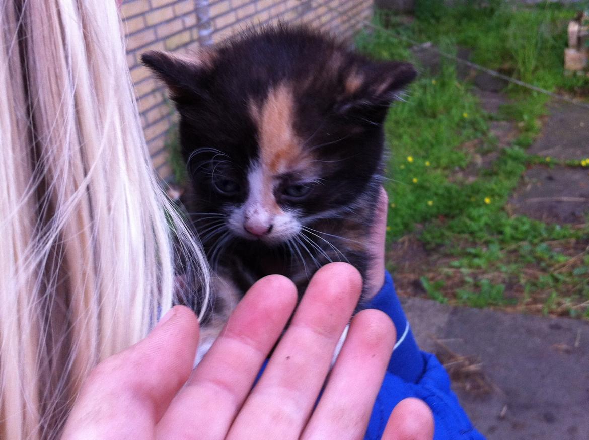 Huskat Mini, mis<3 billede 13