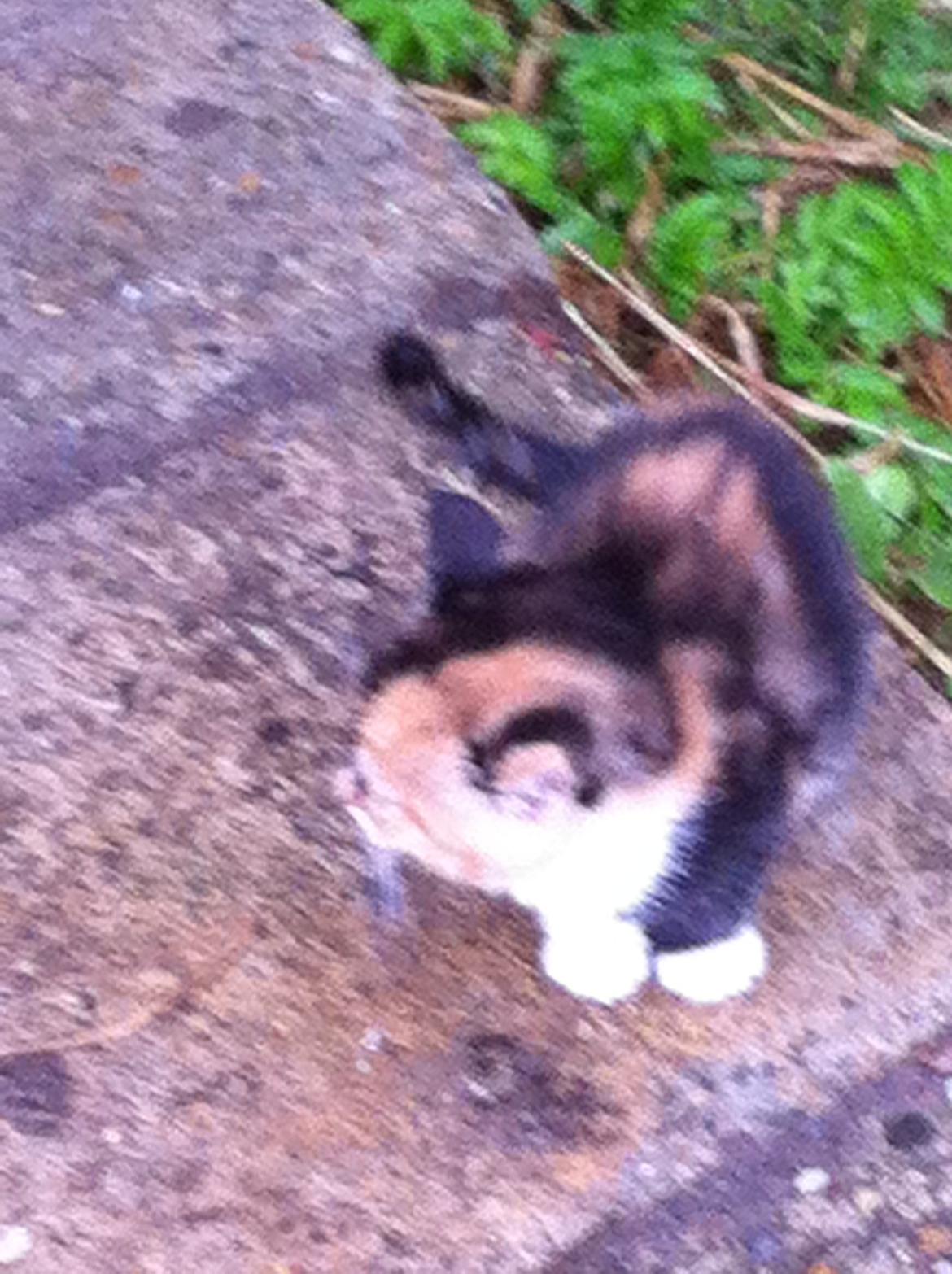 Huskat Pivse;-)<3<3*** billede 3