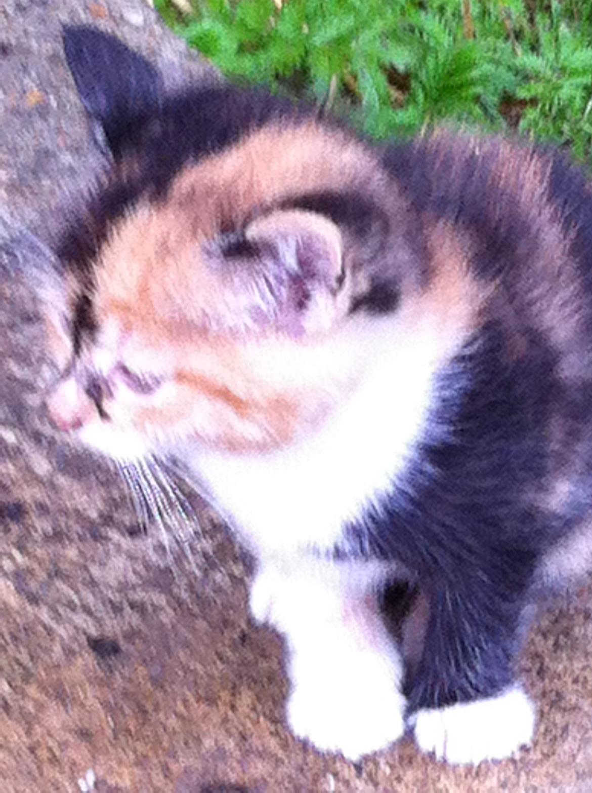 Huskat Pivse;-)<3<3*** billede 4