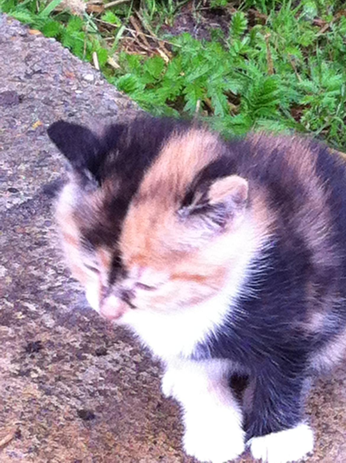 Huskat Pivse;-)<3<3*** billede 5