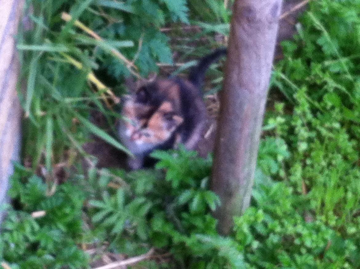 Huskat Pivse;-)<3<3*** - For første gang, ude at kigge verden!:-D billede 7