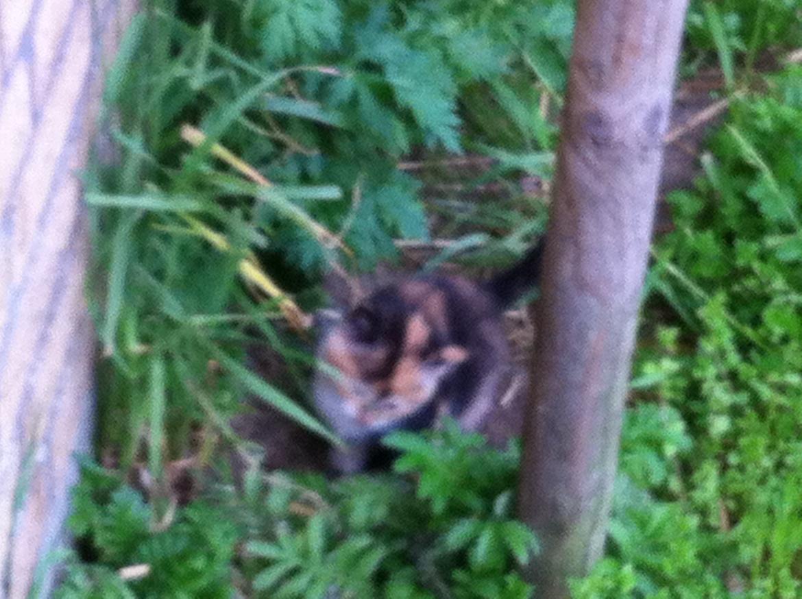 Huskat Pivse;-)<3<3*** billede 8