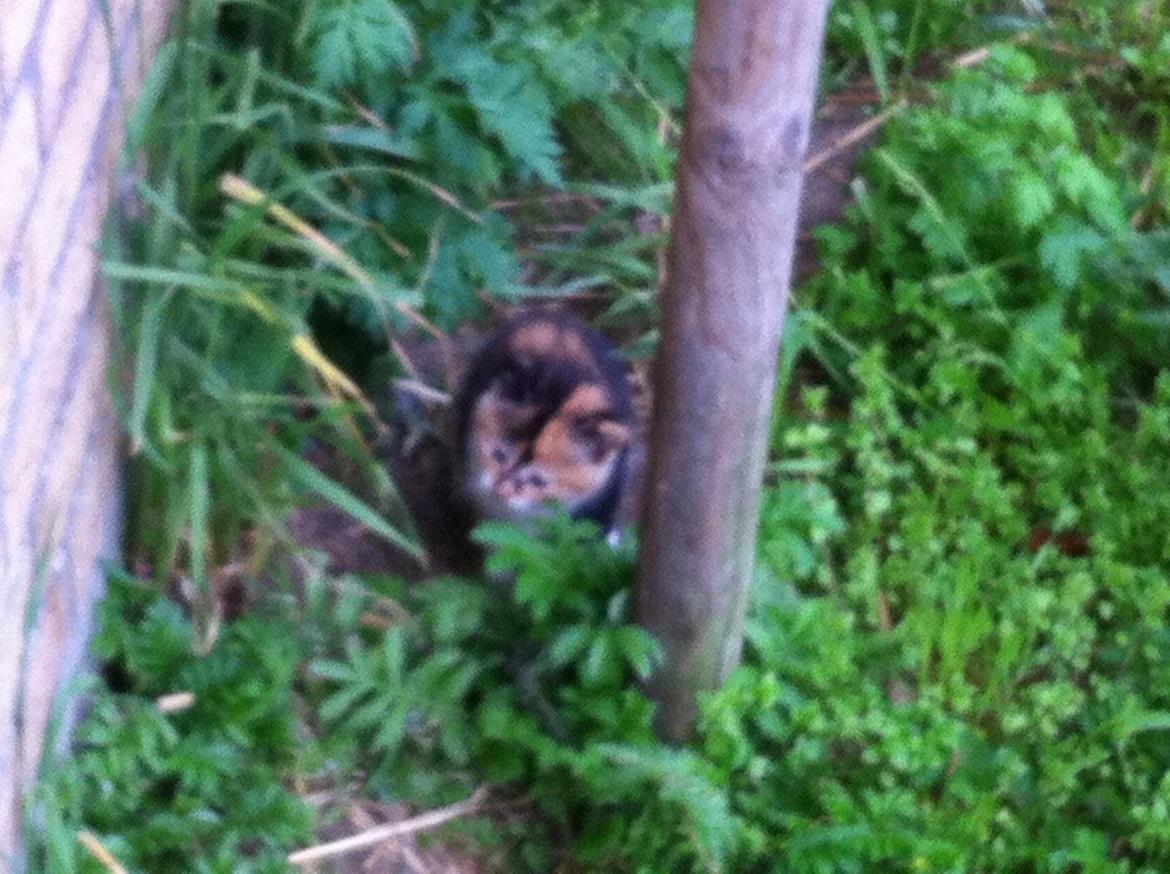 Huskat Pivse;-)<3<3*** billede 9