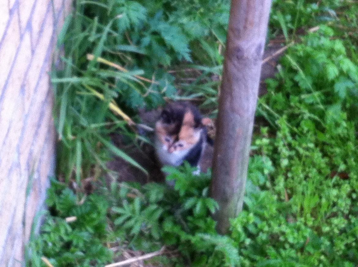 Huskat Pivse;-)<3<3*** billede 10