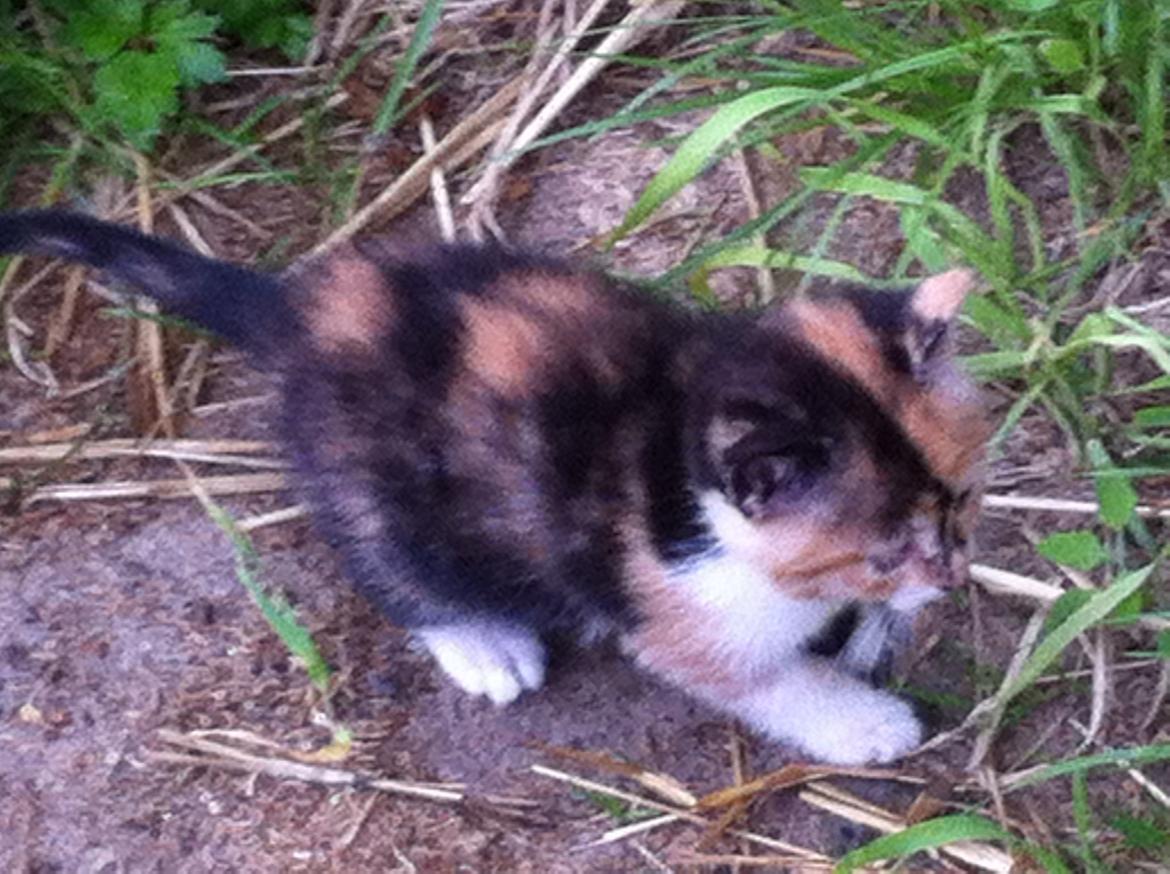 Huskat Pivse;-)<3<3*** billede 11