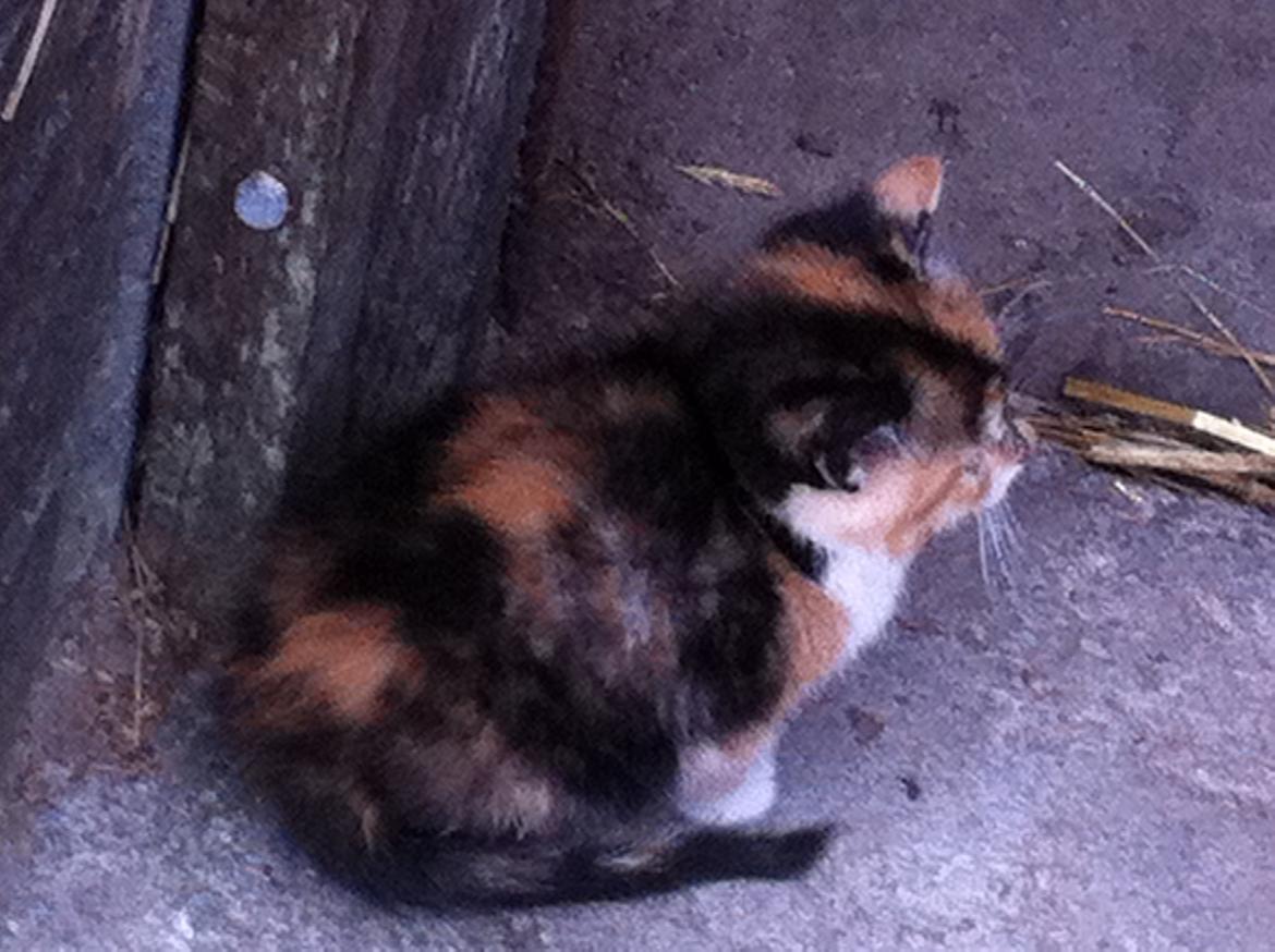 Huskat Pivse;-)<3<3*** billede 12