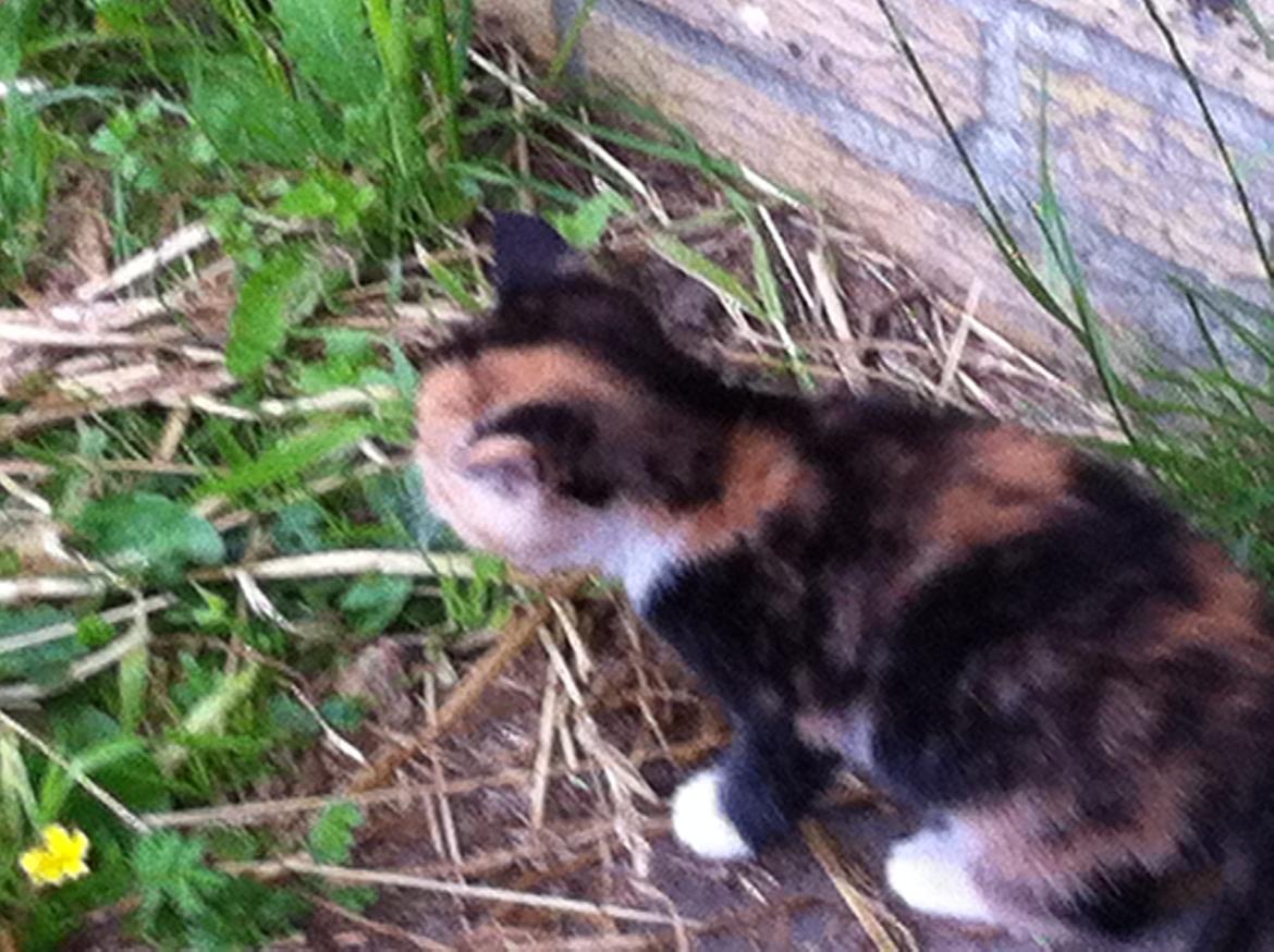 Huskat Pivse;-)<3<3*** billede 13