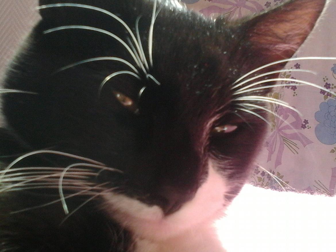 Huskat Tarzan billede 6