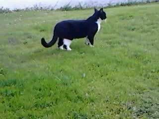 Huskat Tarzan billede 4