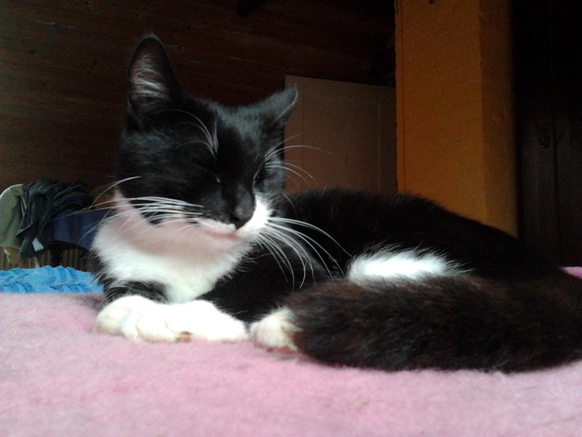 Huskat Tarzan billede 3