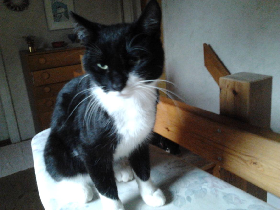 Huskat Tarzan billede 5