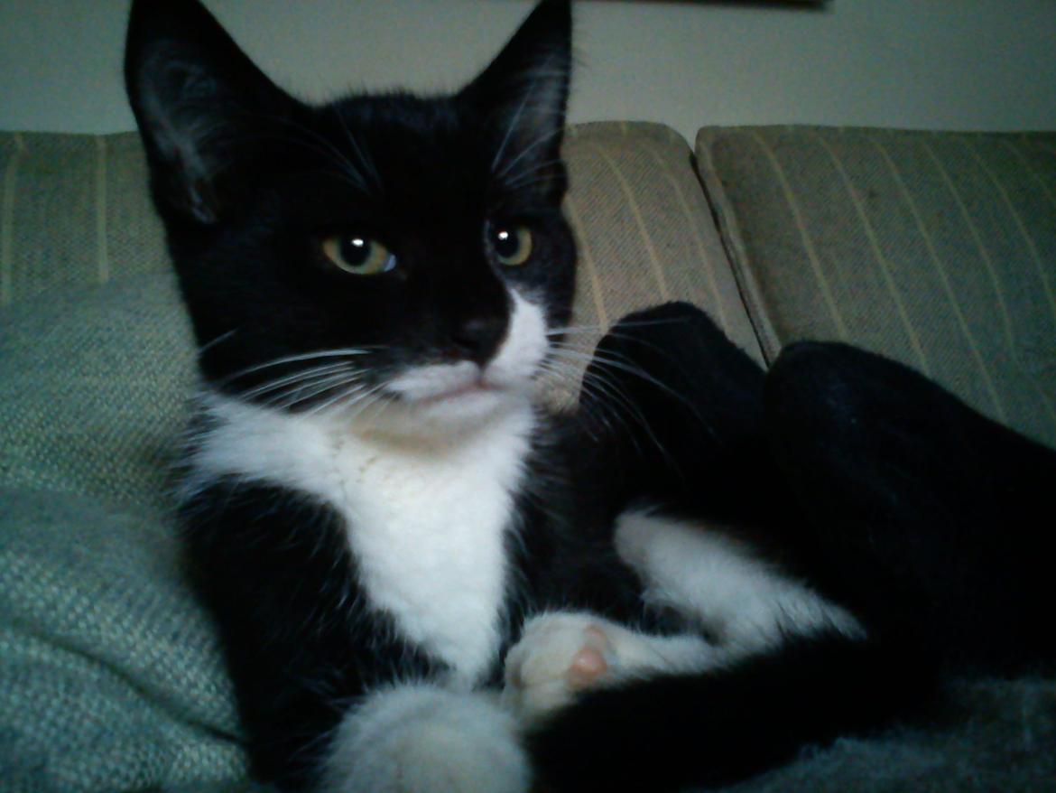 Huskat Tarzan billede 1