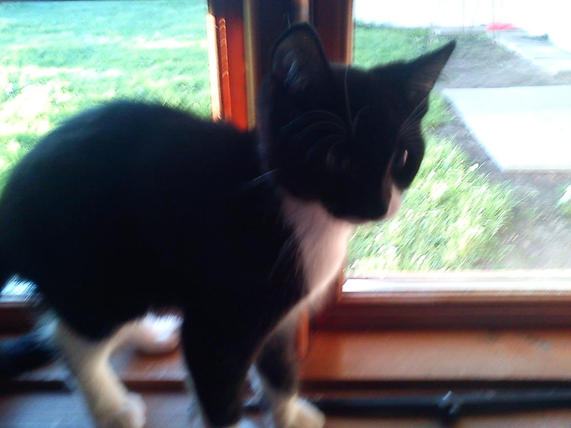 Huskat Tarzan billede 7