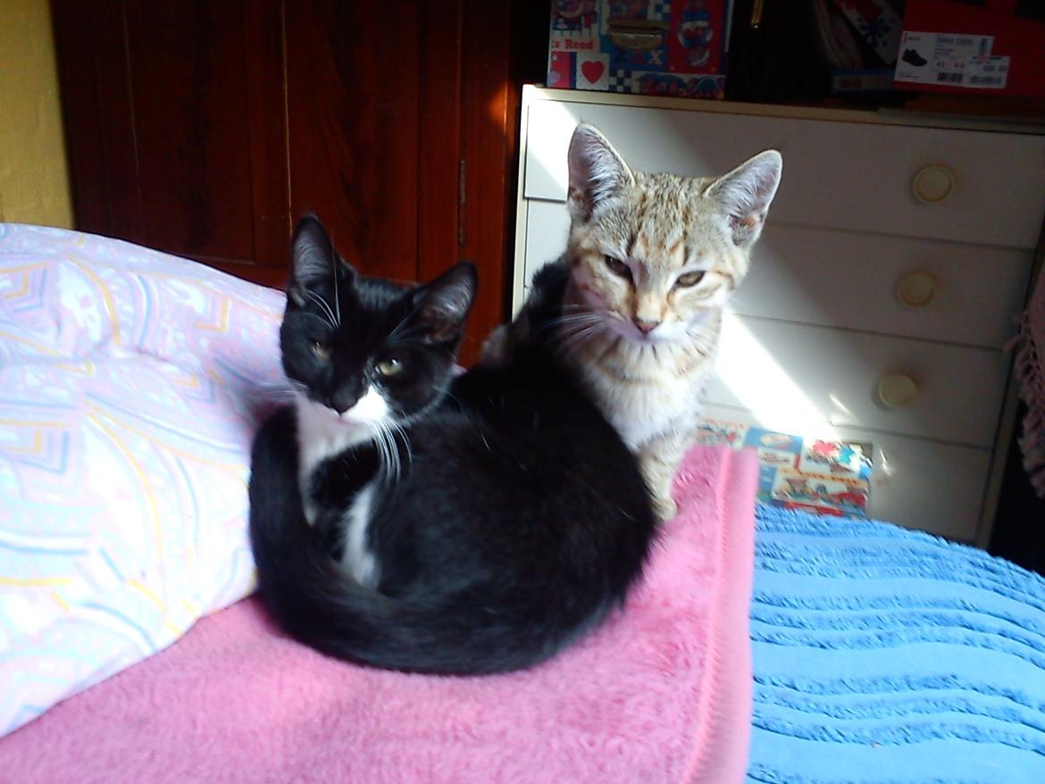 Huskat Tarzan billede 8