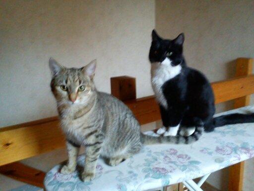 Huskat Tarzan billede 9