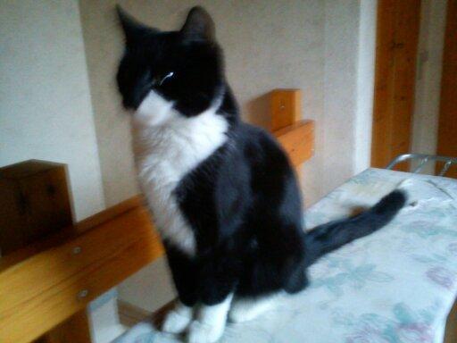 Huskat Tarzan billede 10