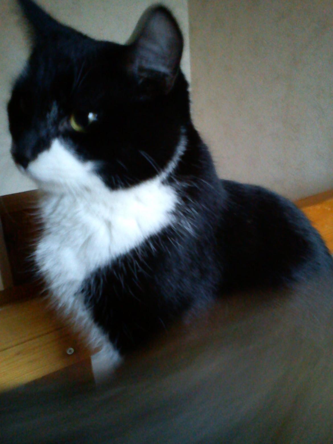 Huskat Tarzan billede 12