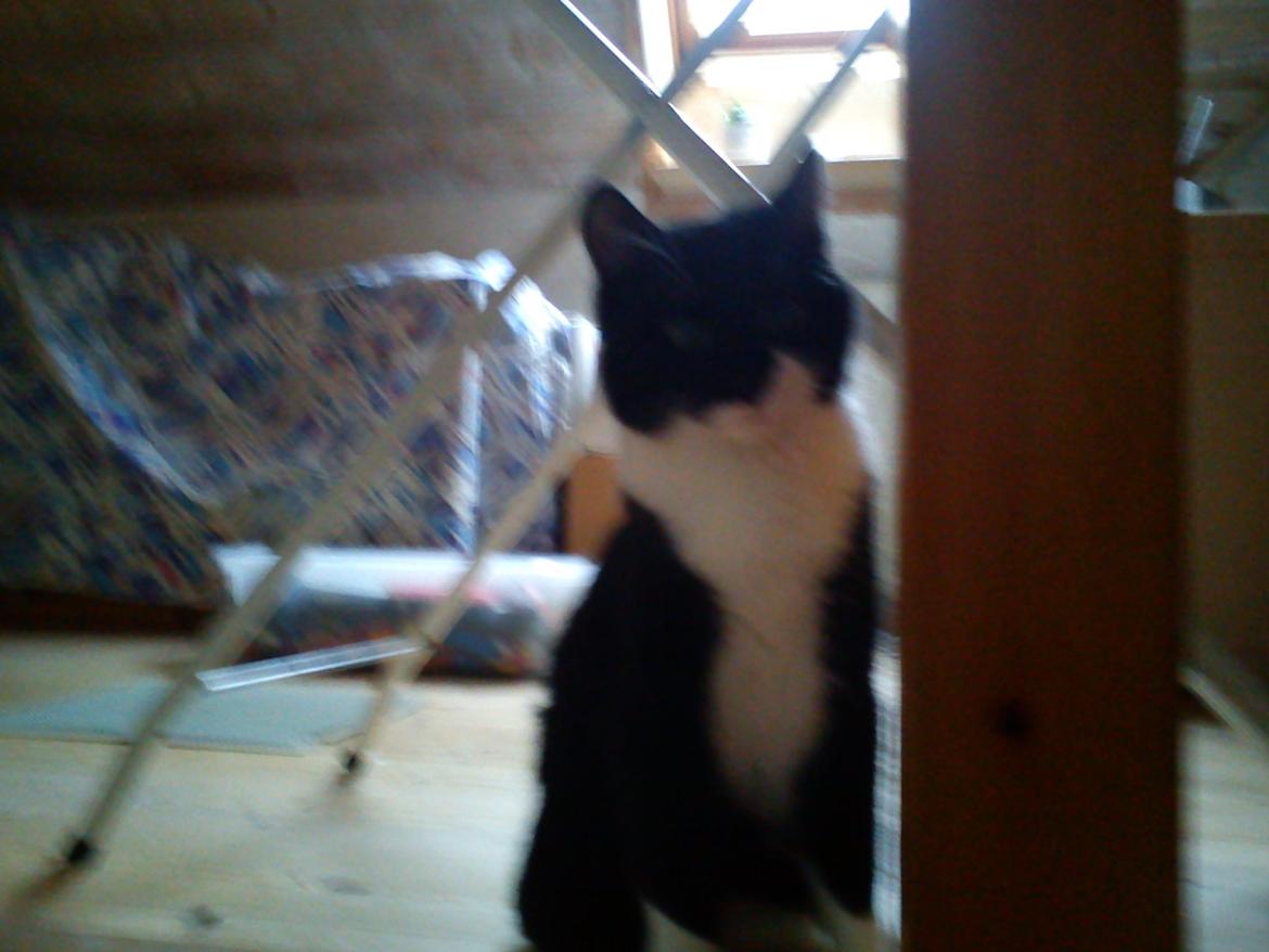 Huskat Tarzan billede 13