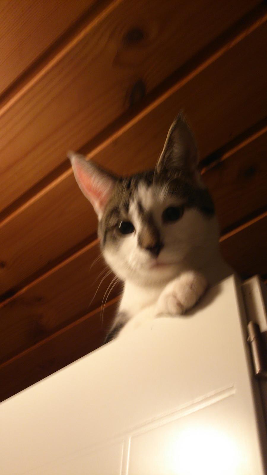 Huskat Bandit - Bandit på skabet billede 1