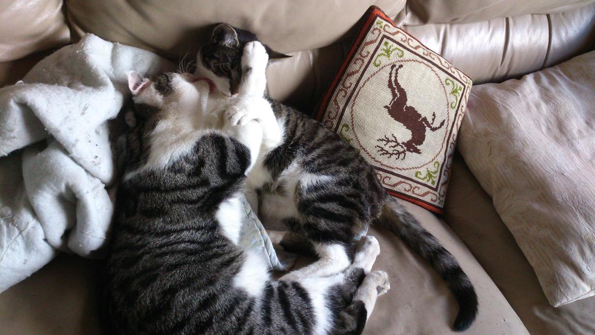 Huskat Bandit - Bandit og Jasmin 2.min efter billede 6