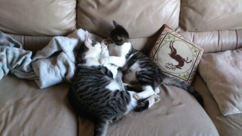Huskat Bandit - Bandit og Jasmin 5.min efter billede 7