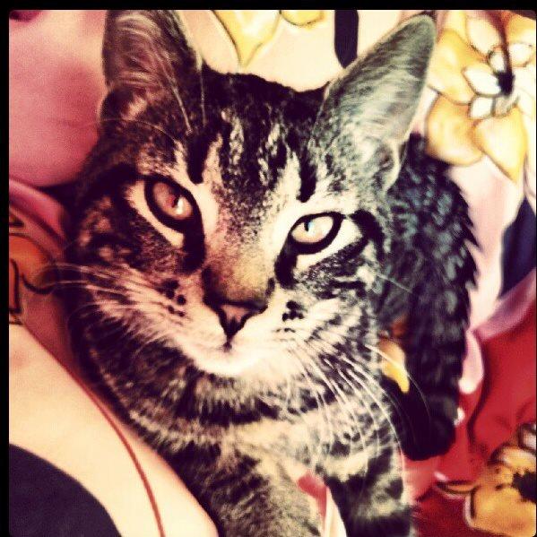 Huskat Tico billede 4