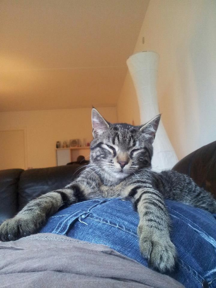 Huskat Tico billede 5