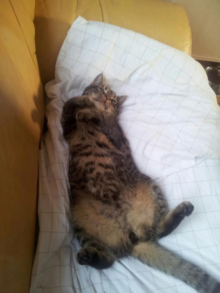 Huskat Tico billede 6