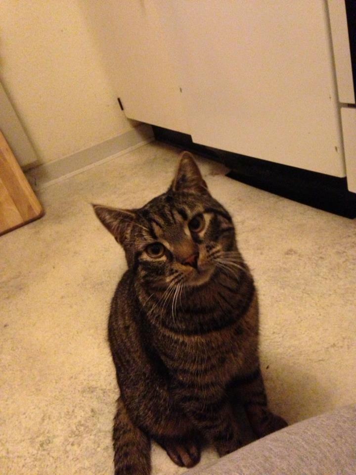 Huskat Tico billede 7