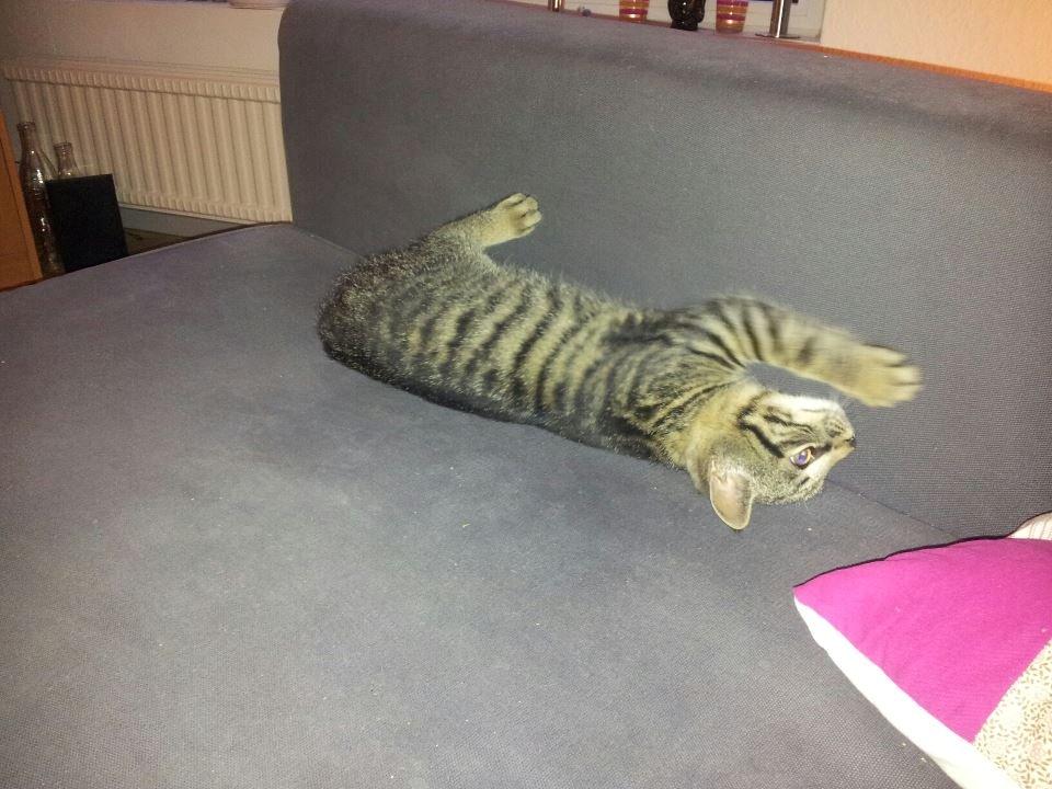 Huskat Tico billede 8