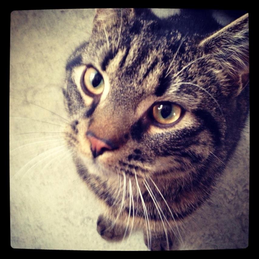 Huskat Tico billede 9