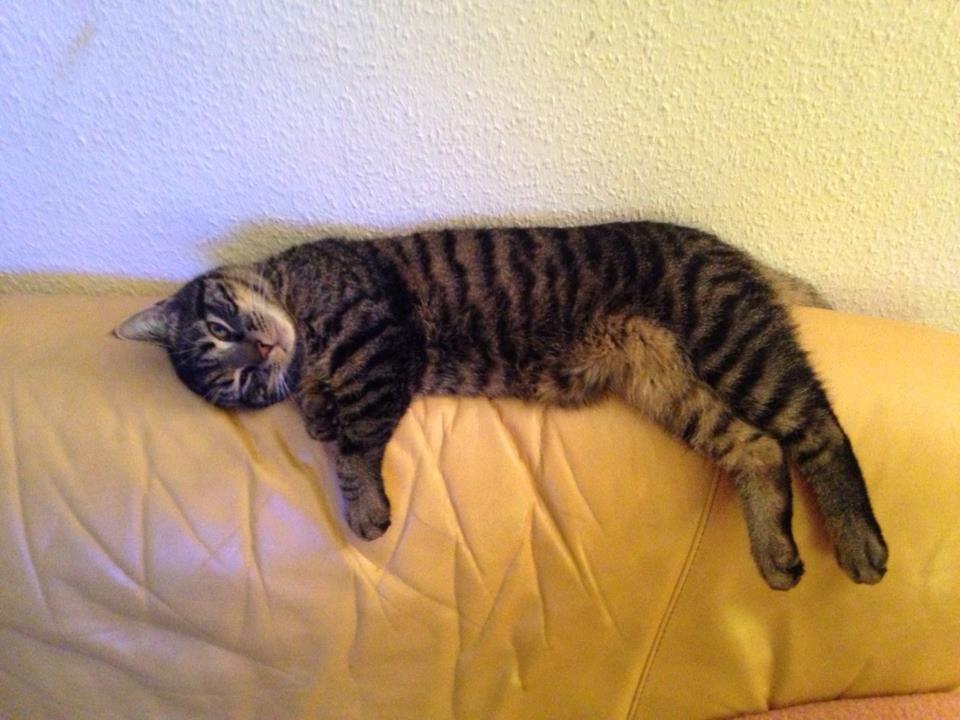 Huskat Tico billede 10