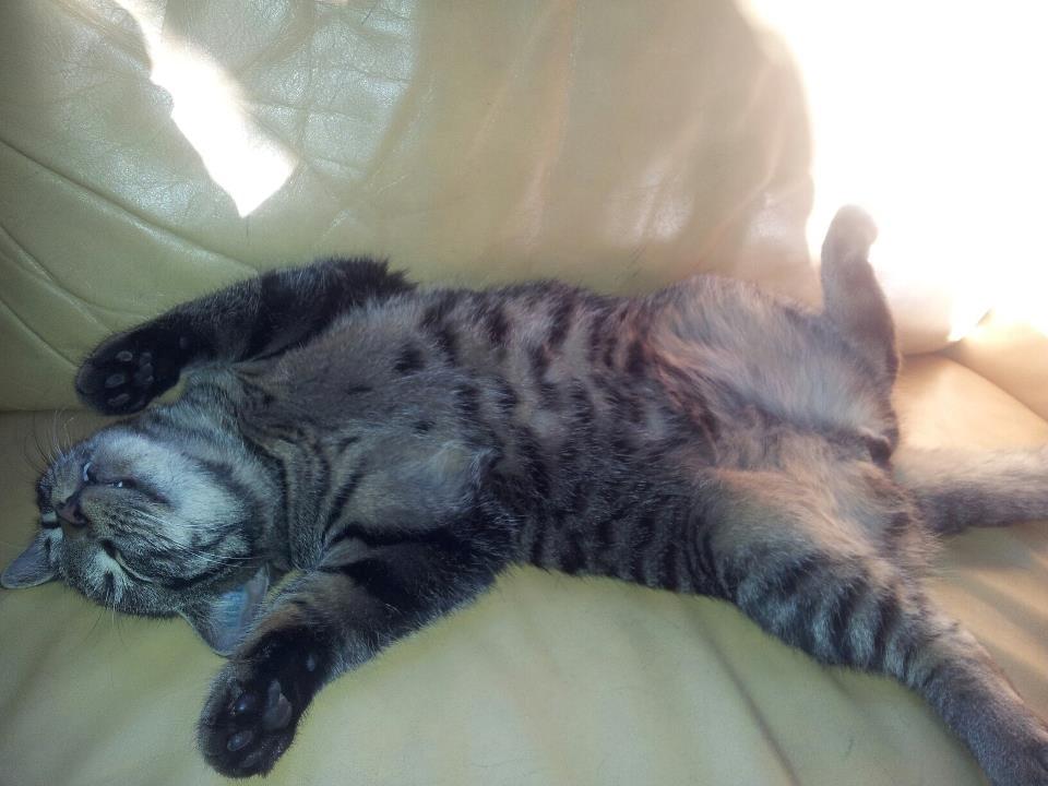 Huskat Tico billede 11