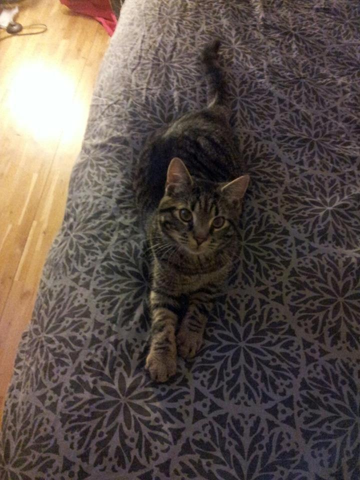 Huskat Tico billede 12