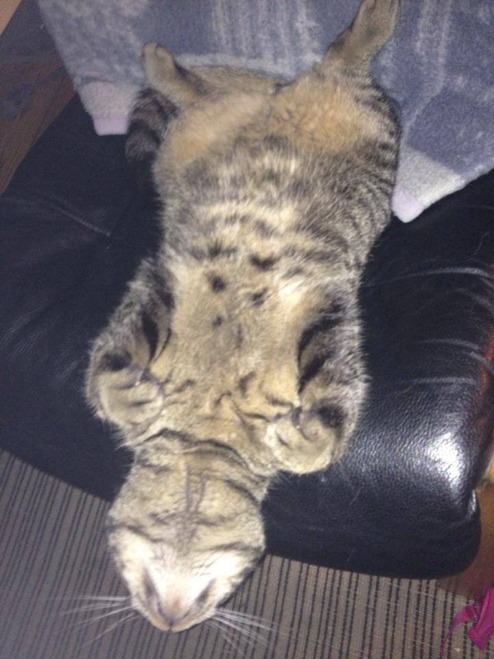 Huskat Tico billede 13