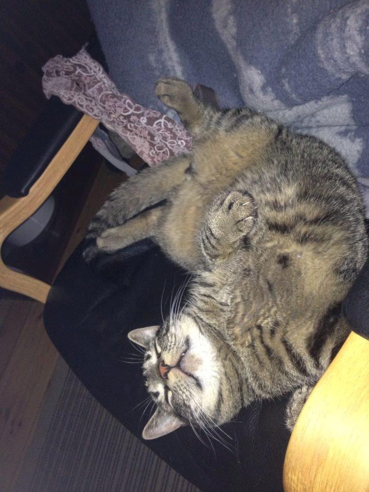 Huskat Tico billede 14