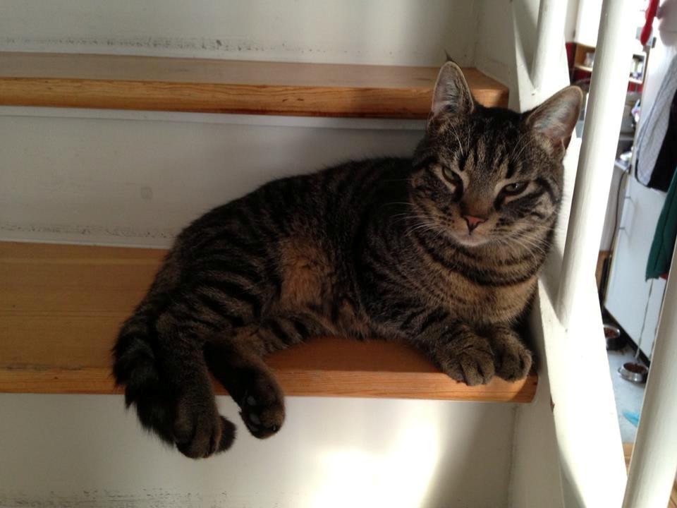 Huskat Tico billede 15